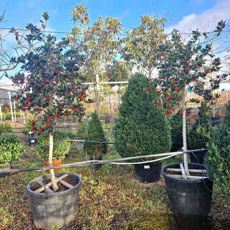 Ilex aquifolium J.C. Van Tol - image 1