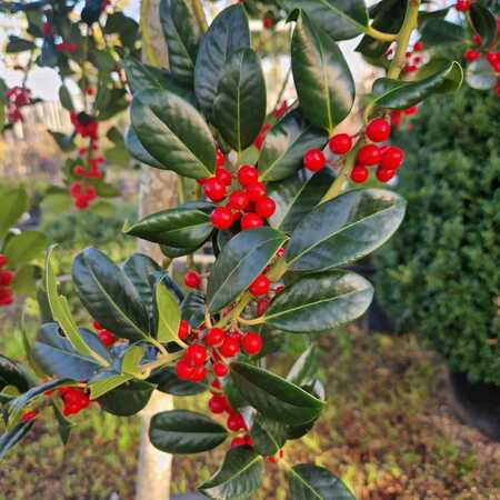 Ilex aquifolium J.C. Van Tol - image 2