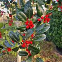 Ilex aquifolium J.C. Van Tol - image 2
