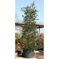 Ilex aquifolium J.C. Van Tol  Order online @ Tendercare