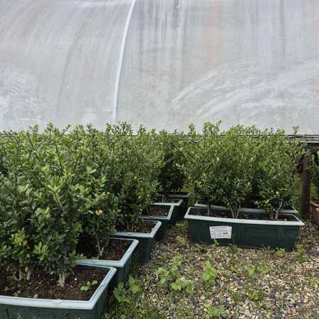 Ilex crenata Caroline Upright