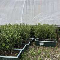 Ilex crenata Caroline Upright