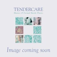 Ilex crenata Caroline Upright