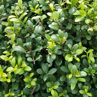 Ilex crenata Dark Green