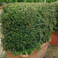 Ilex crenata Green Hedge