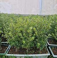 Ilex crenata Green Lustre