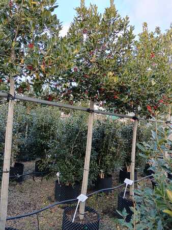 Ilex Nellie R Stevens - image 2