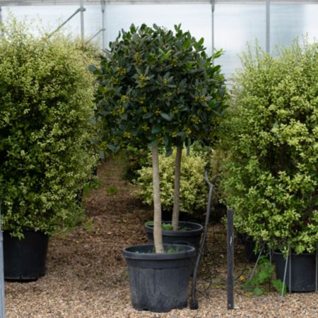 Ilex Nellie R Stevens
