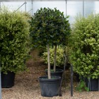 Ilex Nellie R Stevens