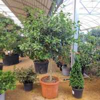 Ilex Nellie R Stevens
