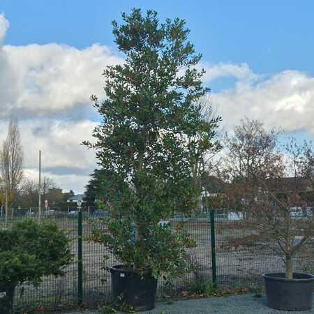 Ilex Nellie R Stevens | Order online @ Tendercare