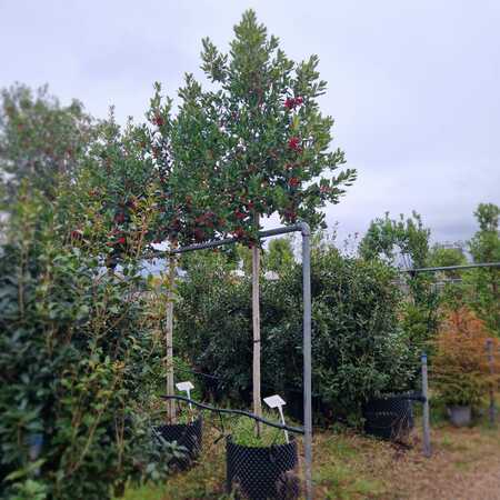 Ilex Nellie R Stevens - image 1