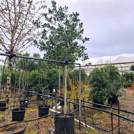 Ilex Nellie R Stevens