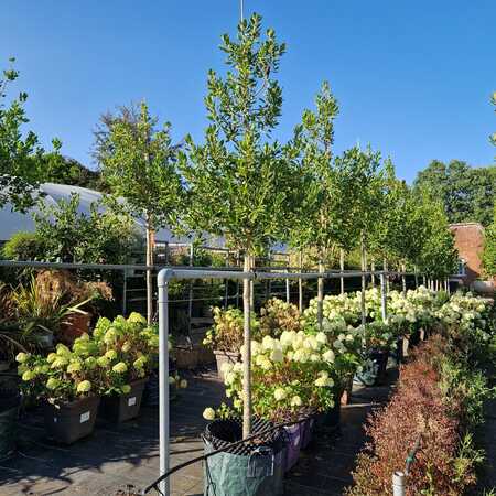 Ilex Nellie R Stevens