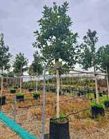 Ilex x koe. Chestnut Leaf