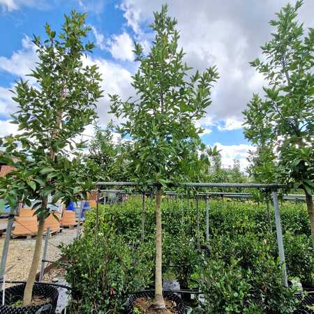 Ilex x koe. Chestnut Leaf