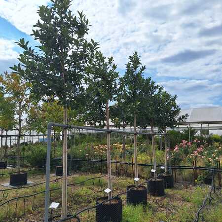 Ilex x koe. Chestnut Leaf