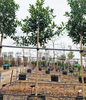 Ilex x koe. Chestnut Leaf - image 2