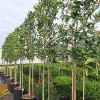 Ilex x koe. Chestnut Leaf