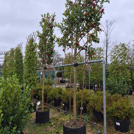 Ilex x koe. Chestnut Leaf