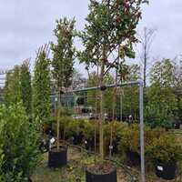 Ilex x koe. Chestnut Leaf