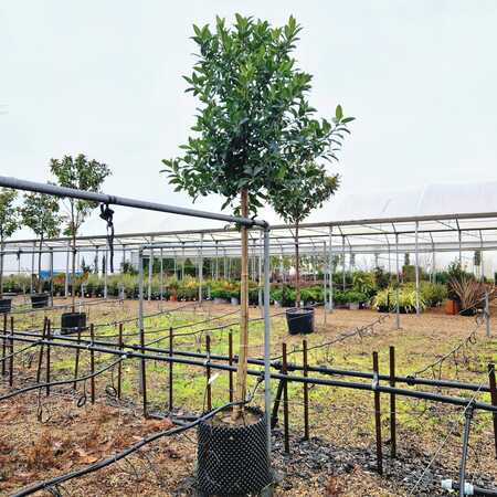 Ilex x koe. Chestnut Leaf - image 1