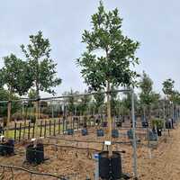 Ilex x koe. Chestnut Leaf