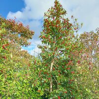 Ilex x koe. Chestnut Leaf - image 2