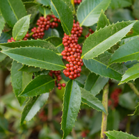 Ilex x koehneana 'Chestnut Leaf' | Order online @ Tendercare