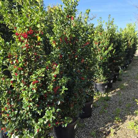 Ilex x mes. Heckenfee