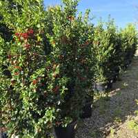 Ilex x mes. Heckenfee