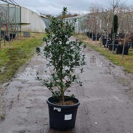 Ilex x mes. Heckenfee