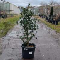 Ilex x mes. Heckenfee