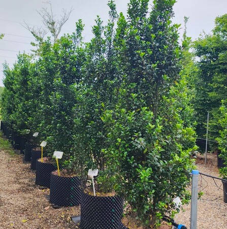 Ilex x mes. Heckenstar