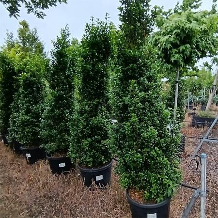 Ilex x mes. Heckenstar
