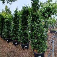 Ilex x mes. Heckenstar