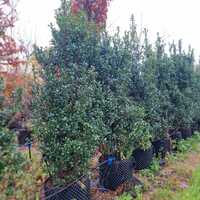 Ilex x mes. Heckenstar