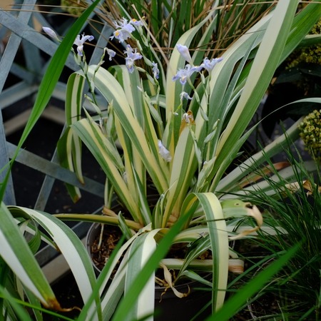 Iris tectorum Cruella