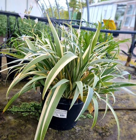 Iris tectorum Cruella - image 2