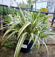 Iris tectorum Cruella - image 2