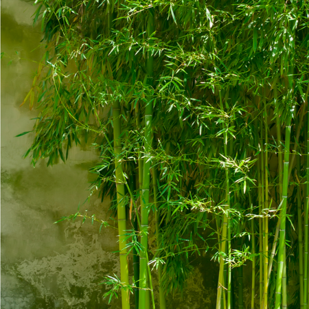 Japanese Acers & Bamboos