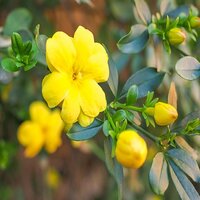 Jasminum mesnyi