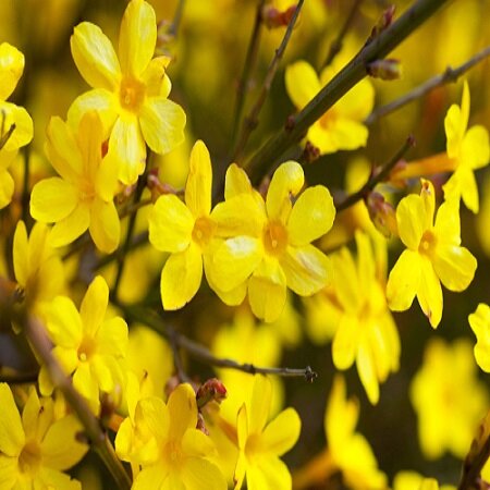 Jasminum nudiflorum