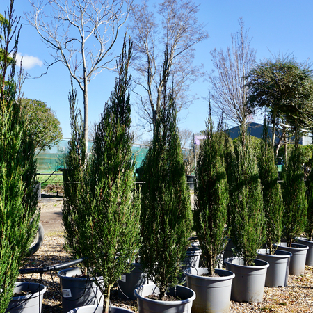 Juniperus communis | Order online @ Tendercare