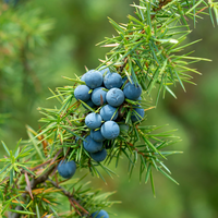 Juniperus communis | Order online @ Tendercare