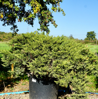 Juniperus sab. Tamariscifolia