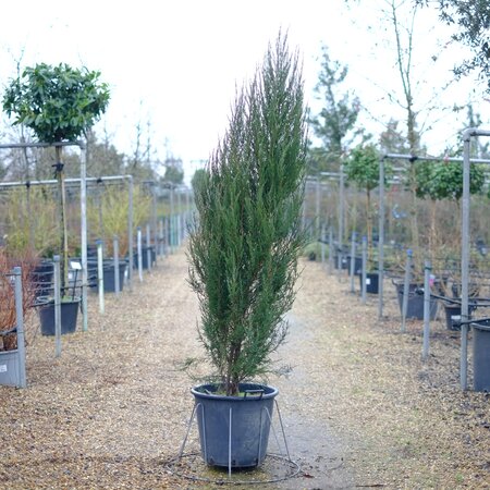 Juniperus sco. Blue Arrow - image 2