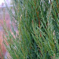 Juniperus sco. Blue Arrow - image 1