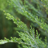 Juniperus sco. Blue Arrow | Order online @ Tendercare