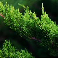 Juniperus x pfi. Mint Julep | Order online @ Tendercare